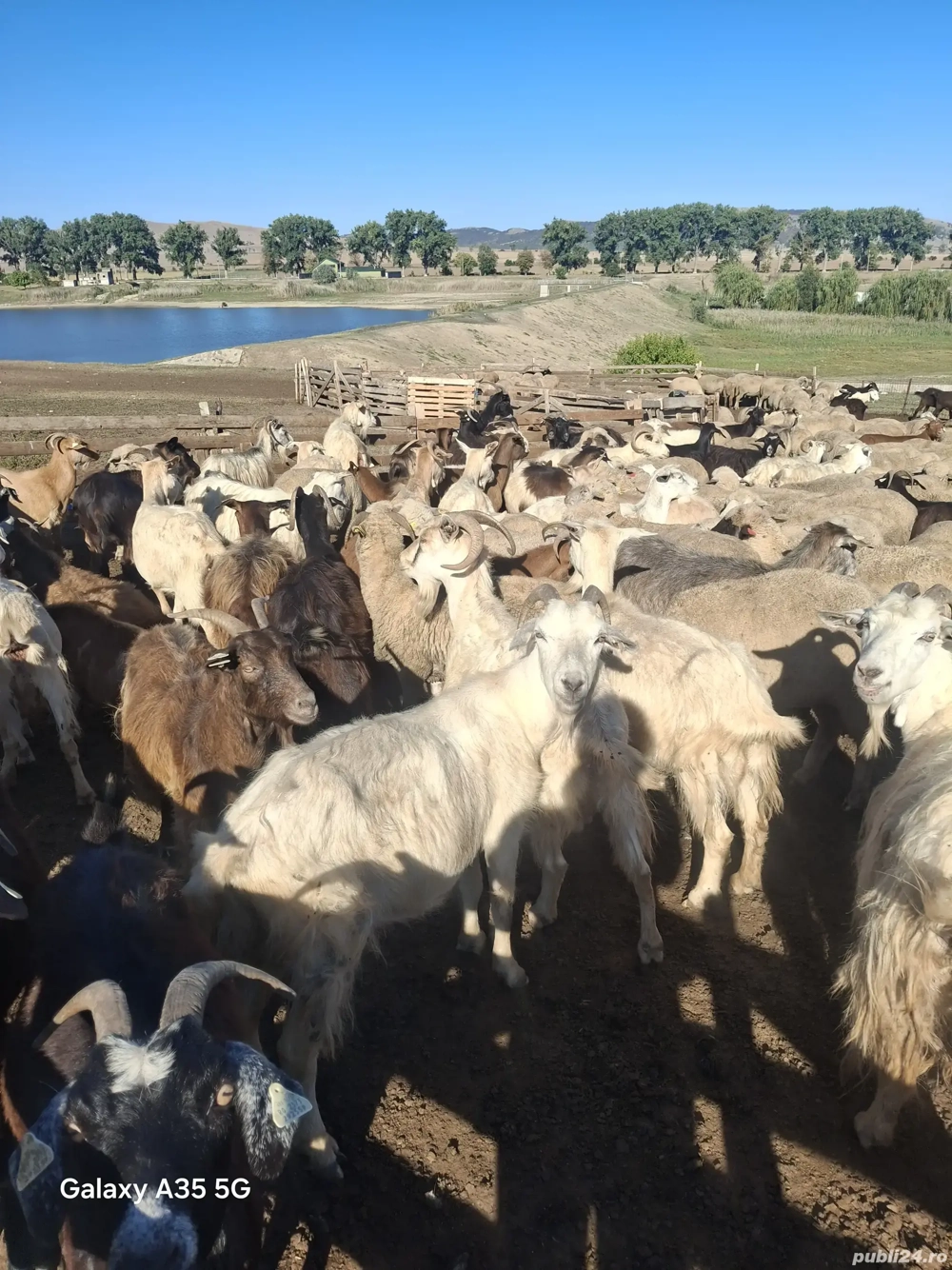 vand o 100 de capre cu lapte vand o 100 de capre cu lapte