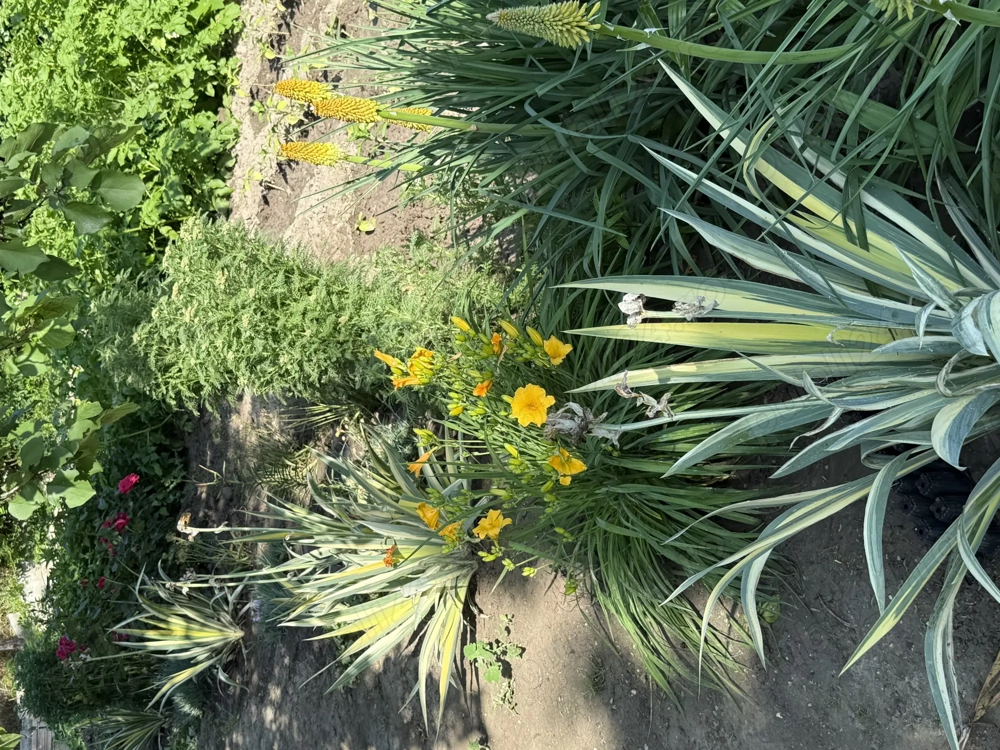 Teren intravilan în Hârșova Jud.constanta