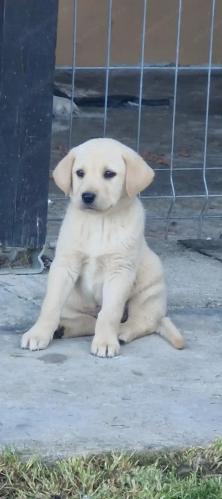 Labrador Femela  Labrador Femela