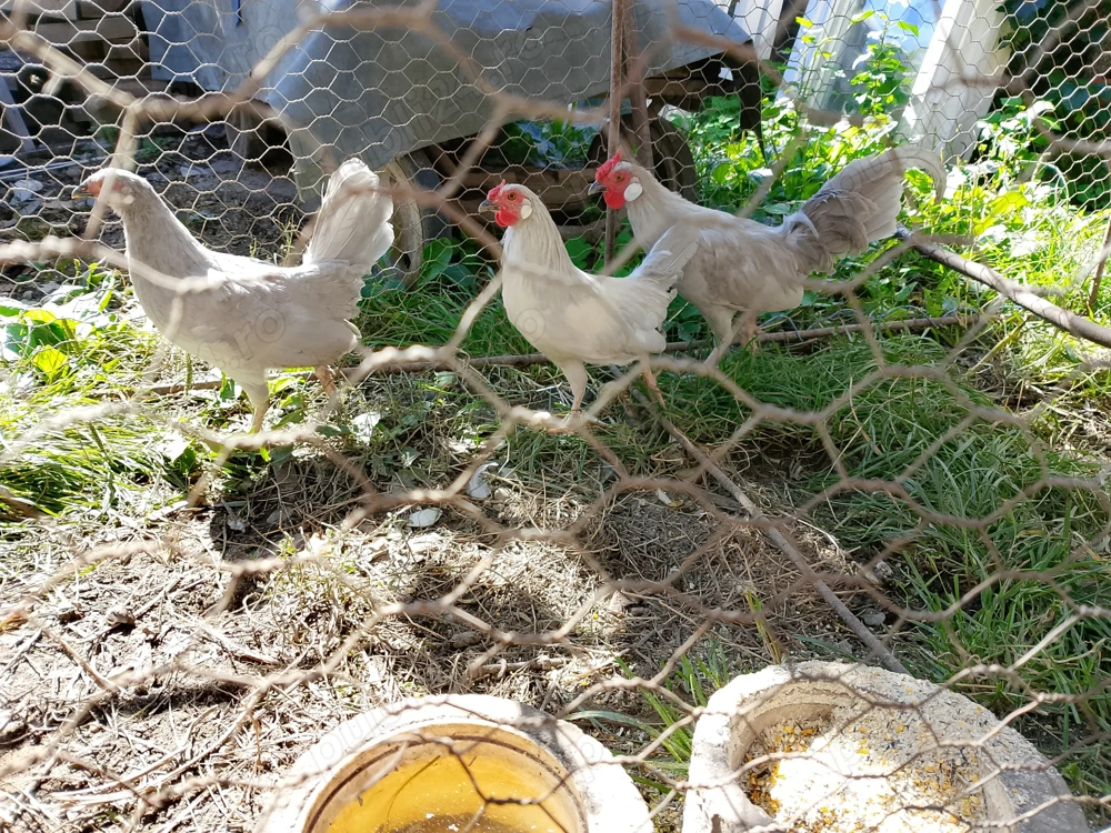 Familie Găini Bantam( soi pitic)
