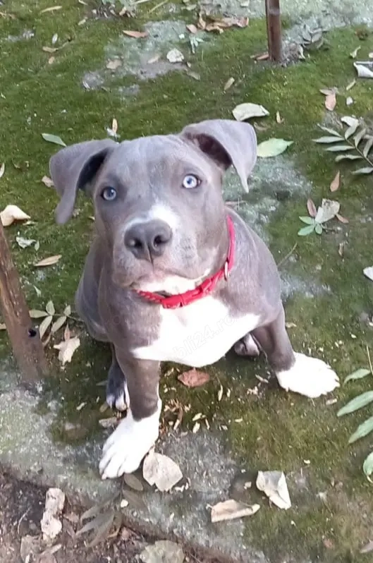 Amstaff blue pui