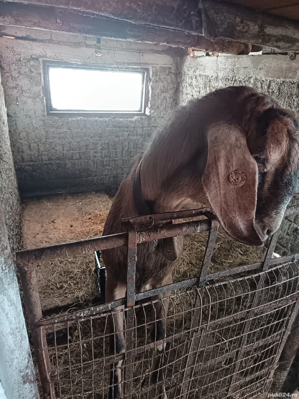   capre siȚapi anglo-nubian 