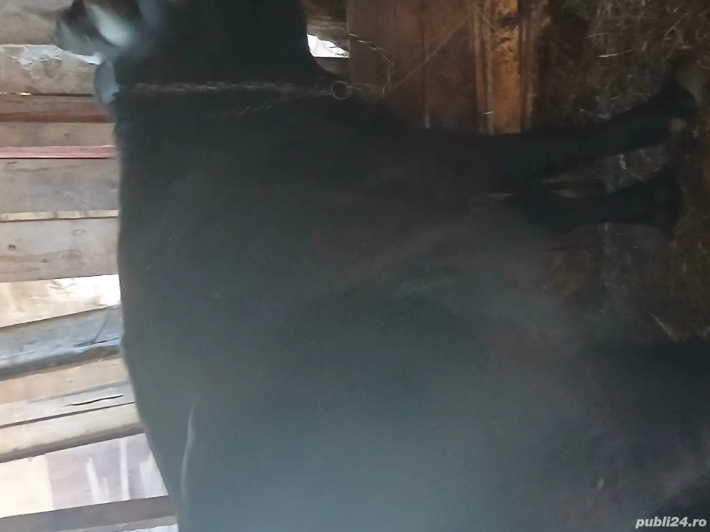 vand tauras 1 an jumate 400kg vand tauras 1 an jumate 400kg