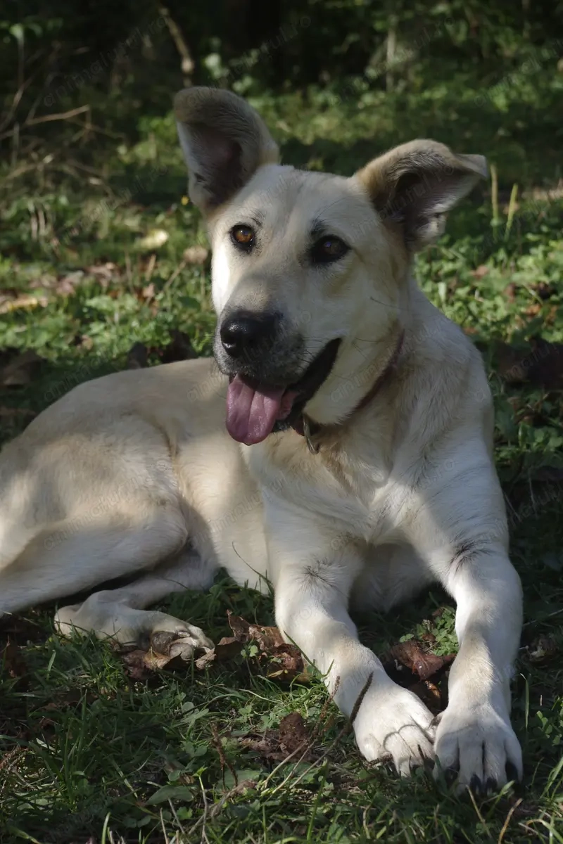 ciobanesc german    ciobanesc de bucovina mix   galben