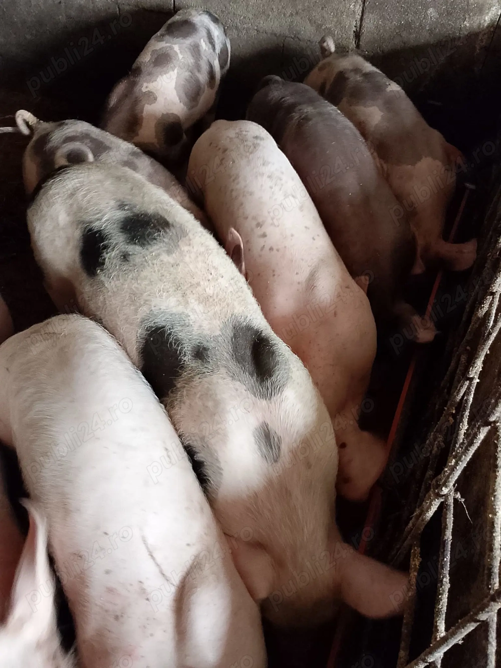 Șoldani rasa petran cu landras Șoldani rasa petran cu landras