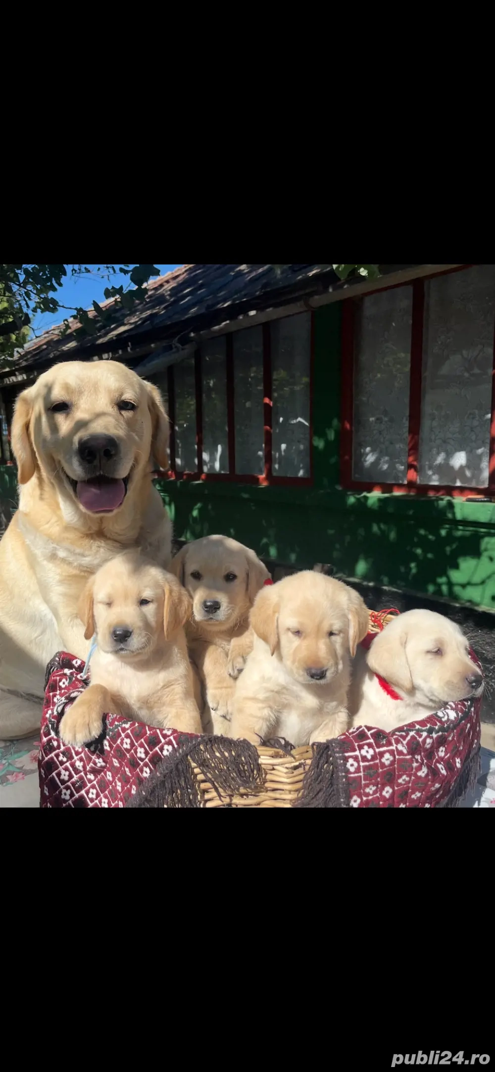 Labrador retriever rasa pura