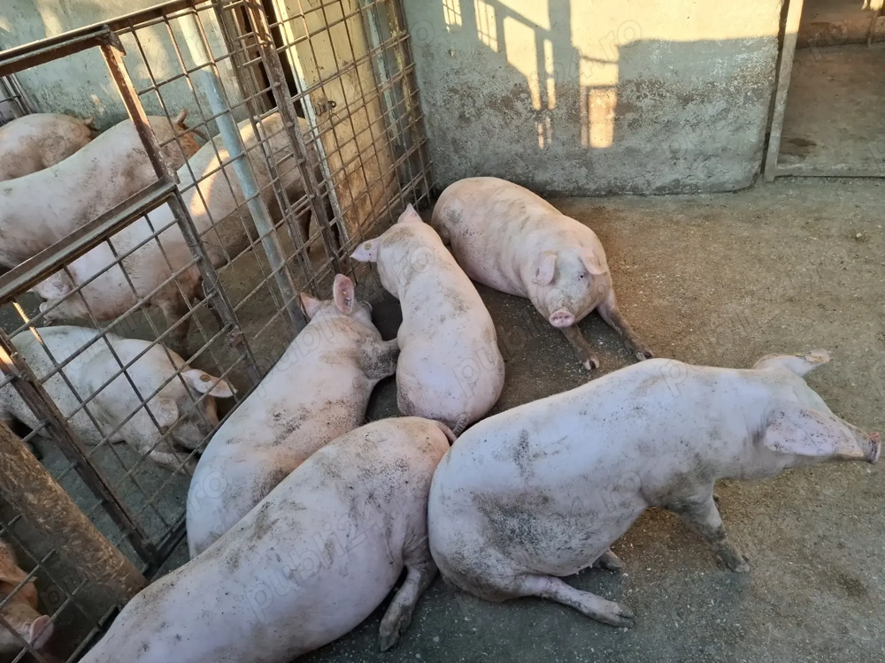 Porci de vanzare,calitate superioara!