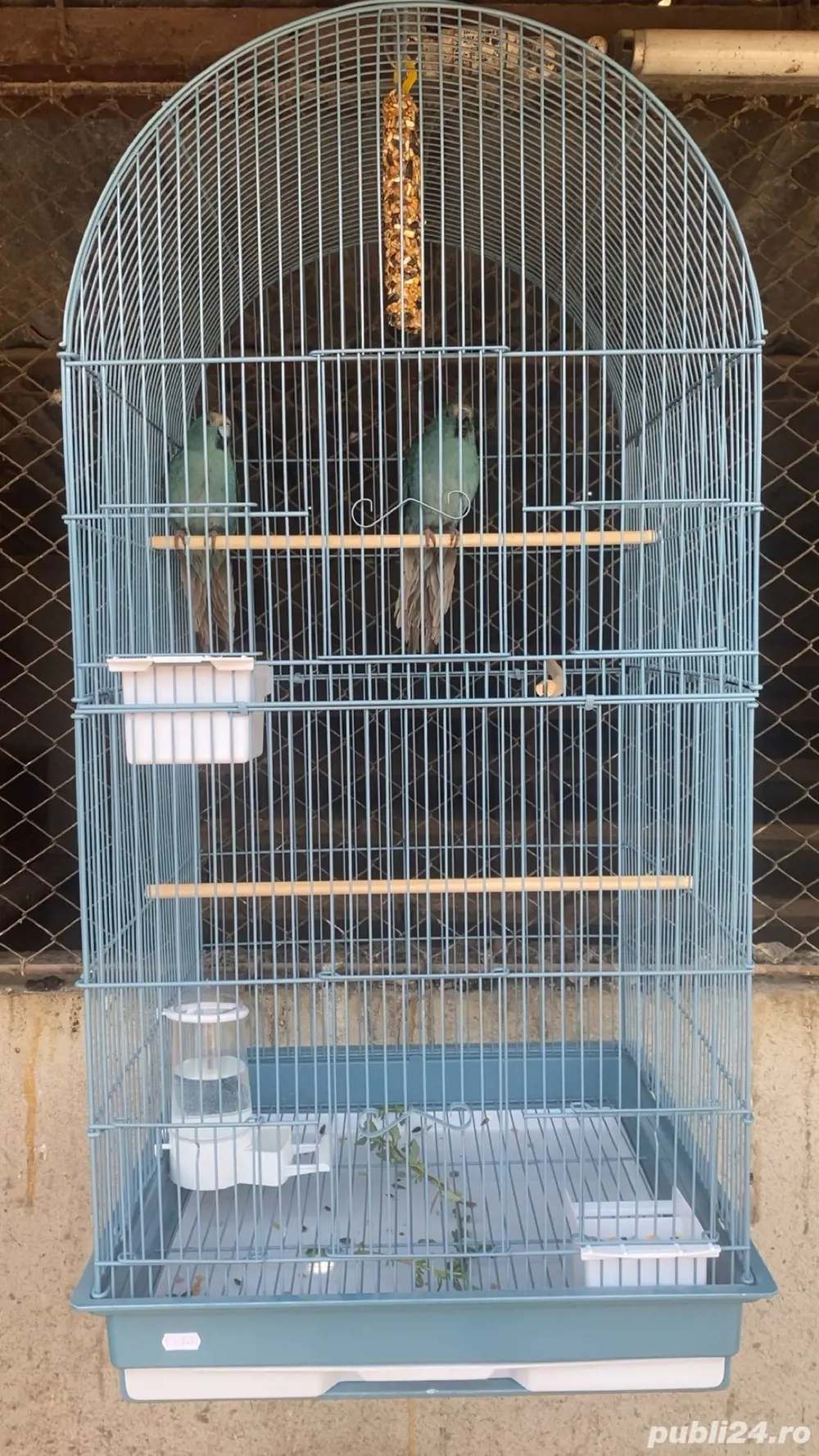 vând papagali kakariki(capre) albaștri