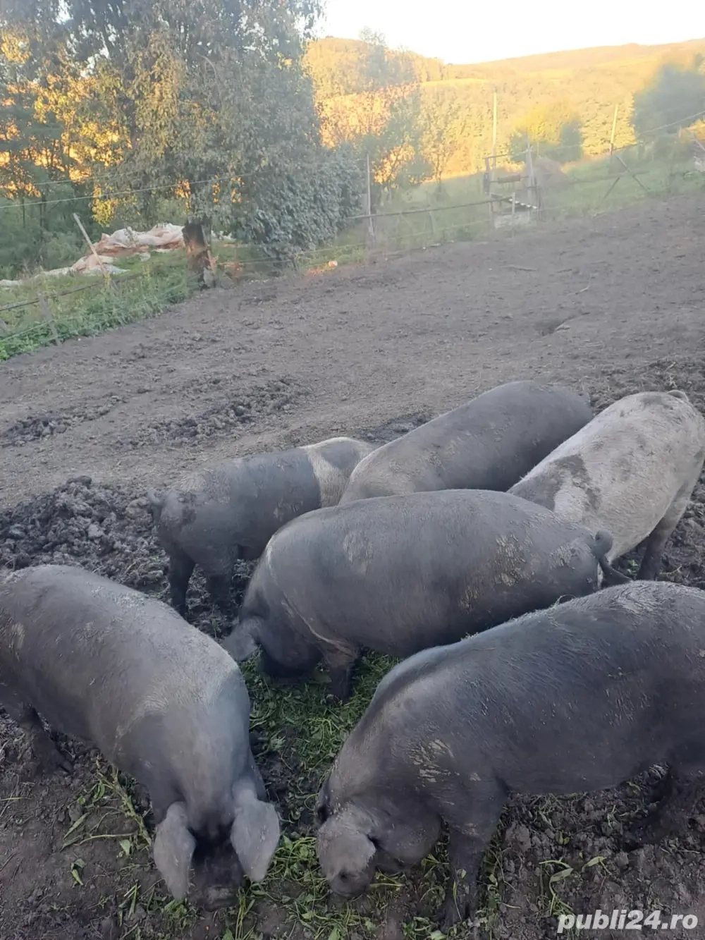 Vand porci, soldani bazna