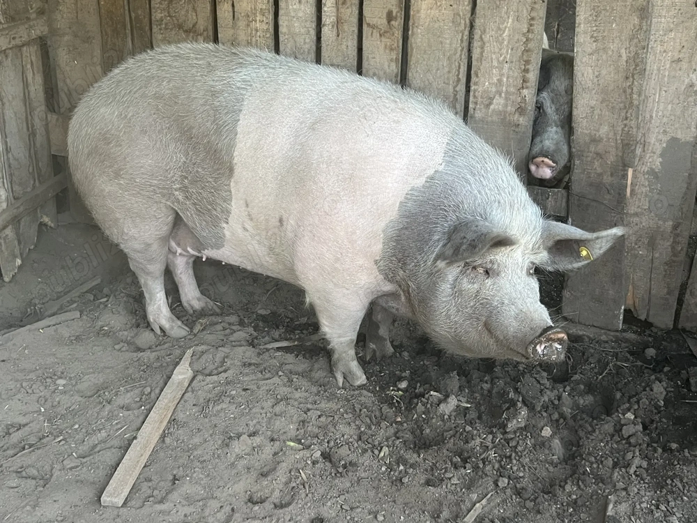 Vând scroafă sacrificare .