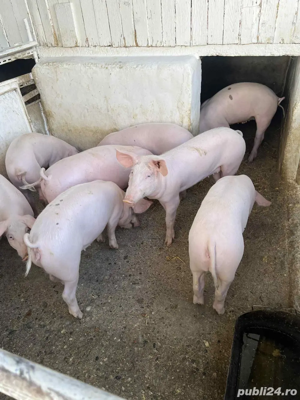 Purcei de vanzare  Purcei de vanzare