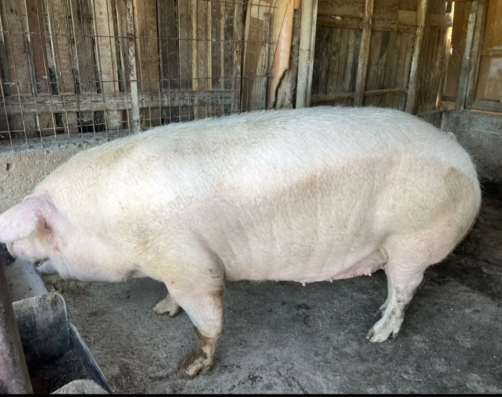 Vand porci  Vand porci