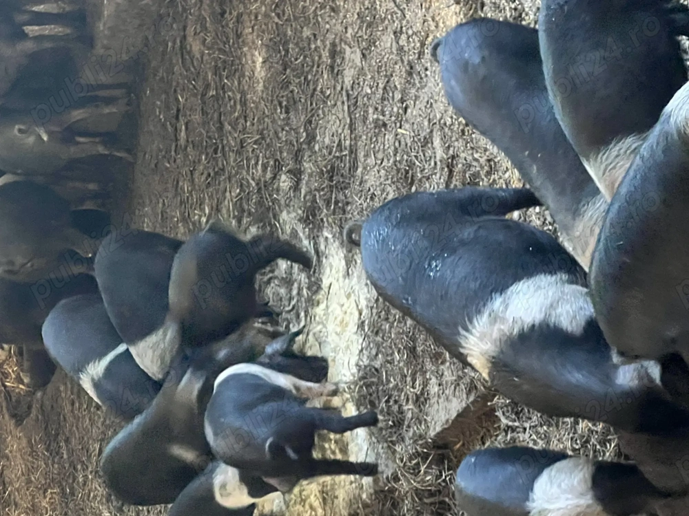 Porc Basna cu certificat de origine