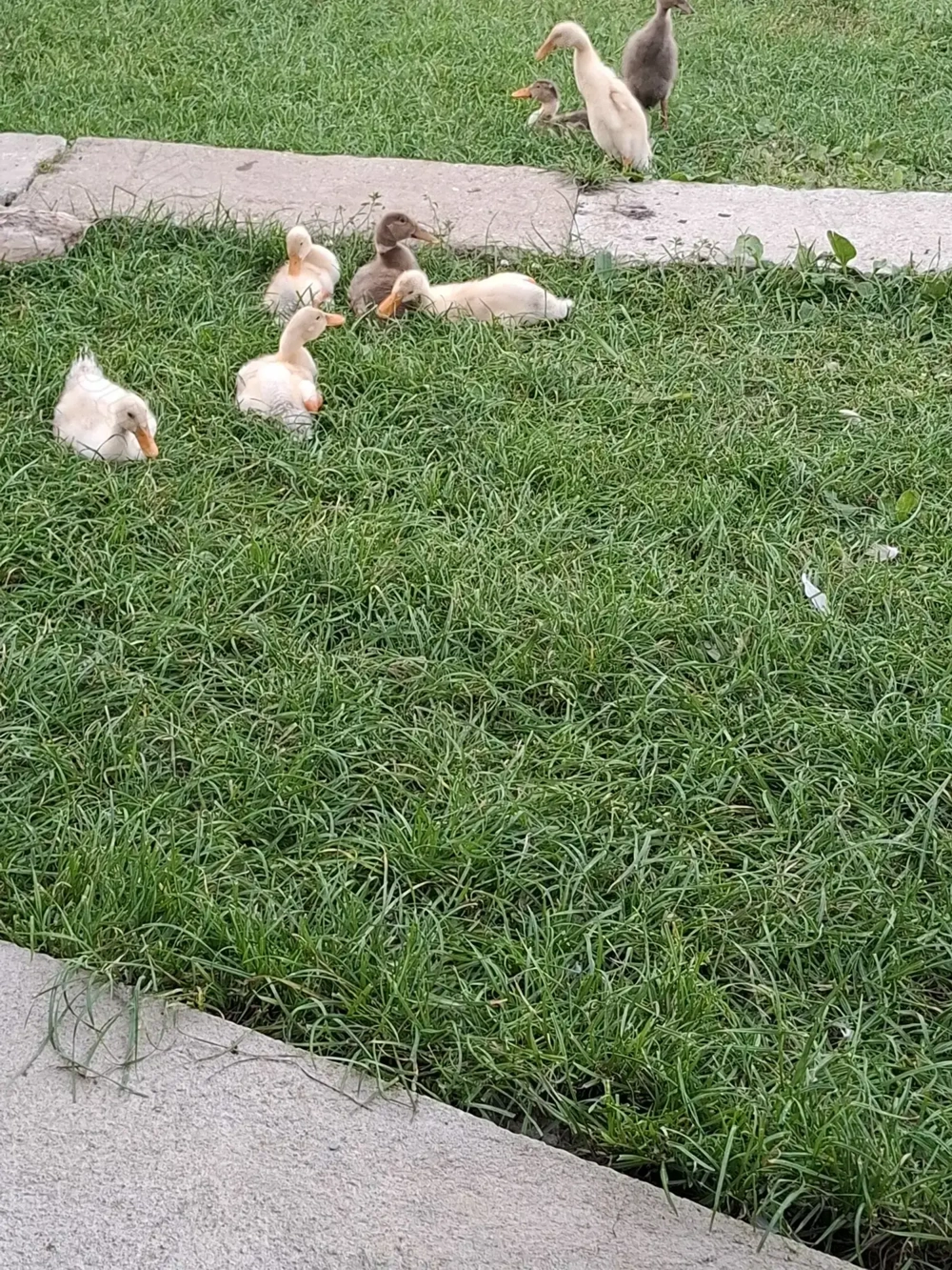 Rațe indiene de vanzare Rațe indiene de vanzare