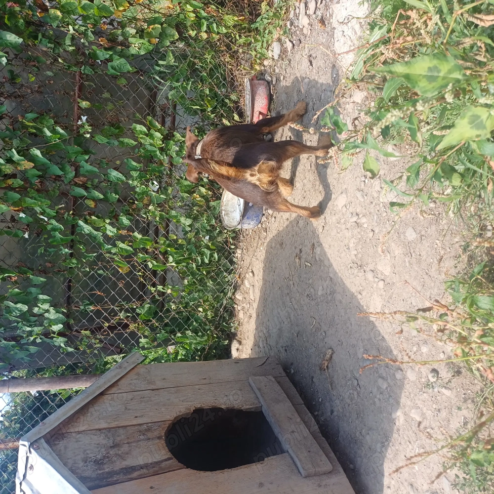 Vand femela jagdterrier 