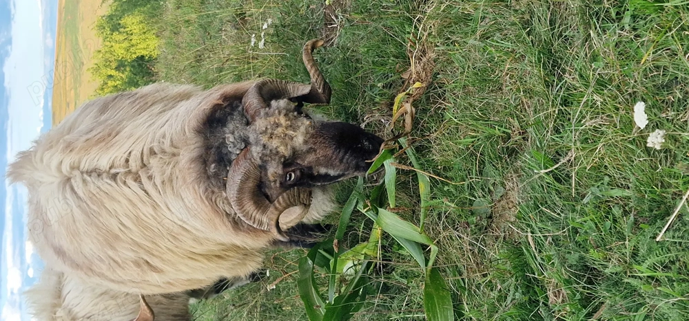 Vând berbeci  sau schimb cu oi
