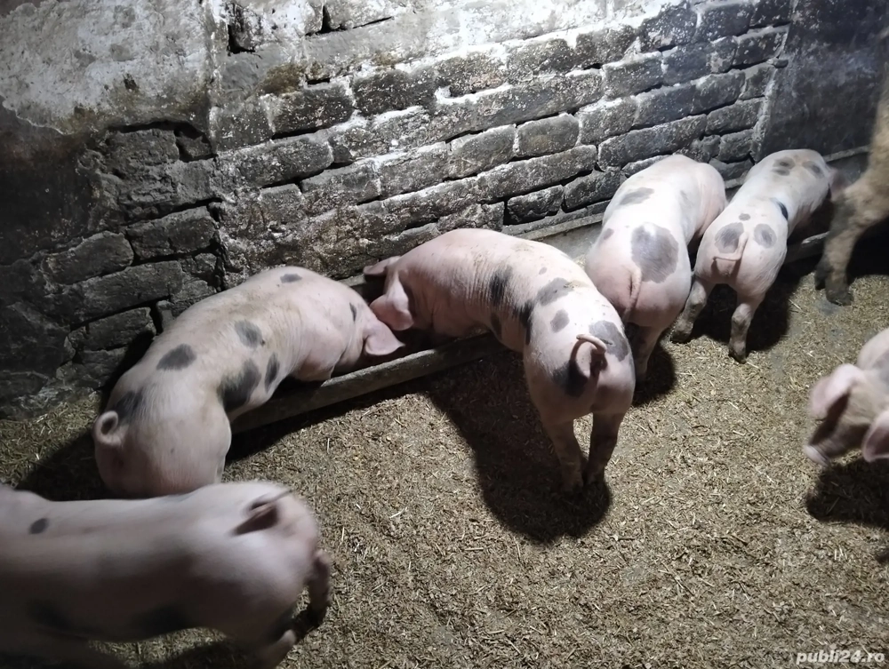 vand purcei pietrain