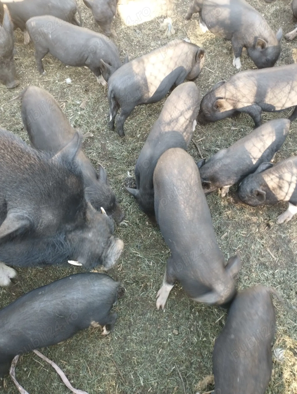  scrofite gestante,Vand vier si purcei vietnamezi sau schimb, astept oferte..