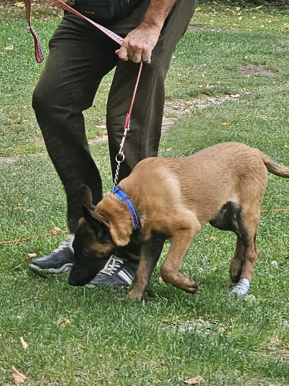 Pui ciobanesc belgian  malinois cu dresaj de bsza de vanzare