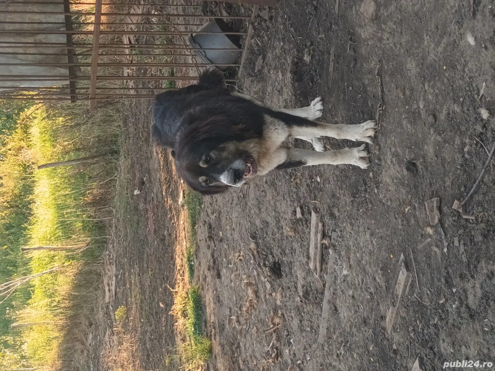 vand femela ciobanesc de.bucovina