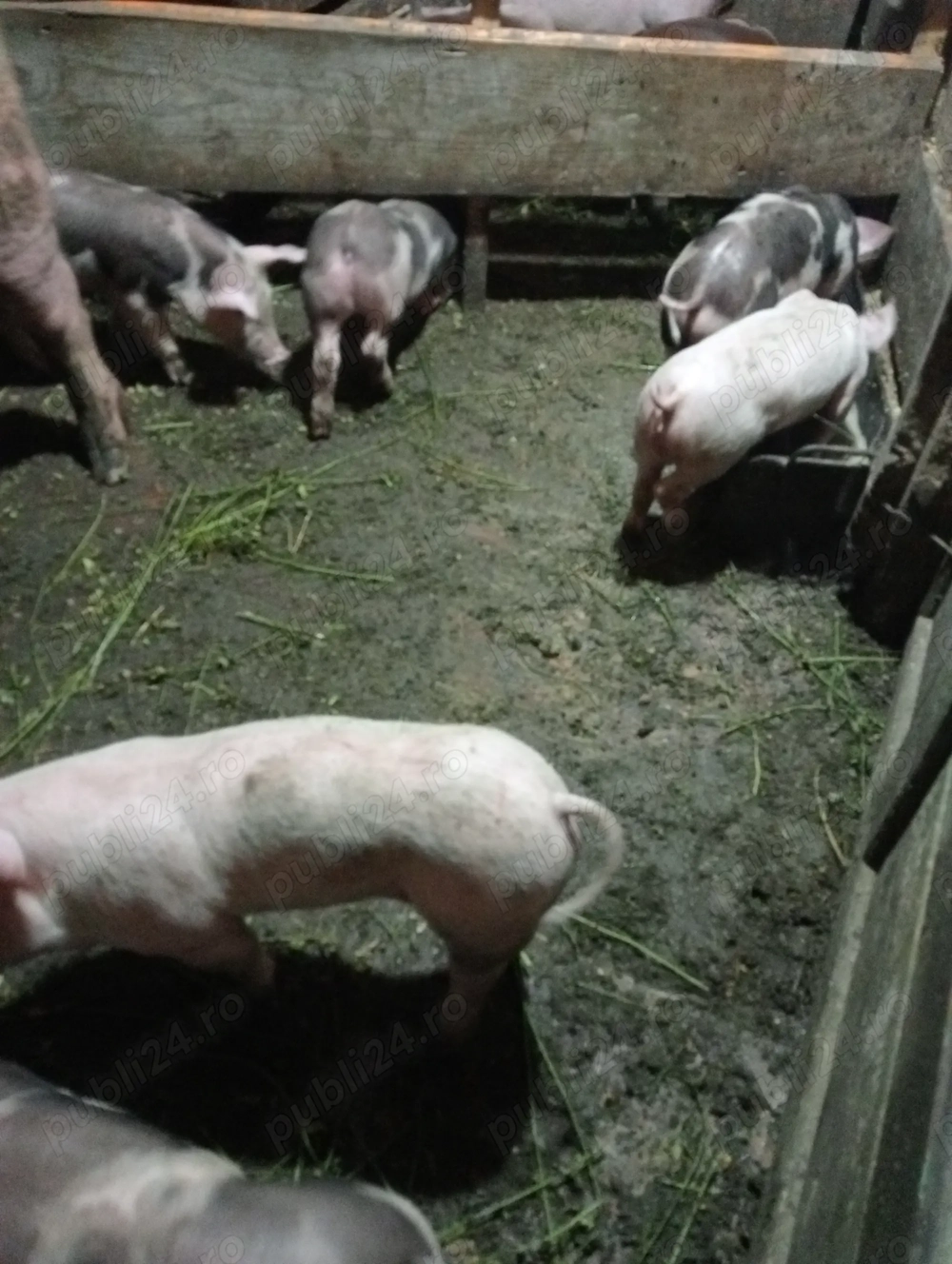 Vând purcei rasa de carne  Vând purcei rasa de carne