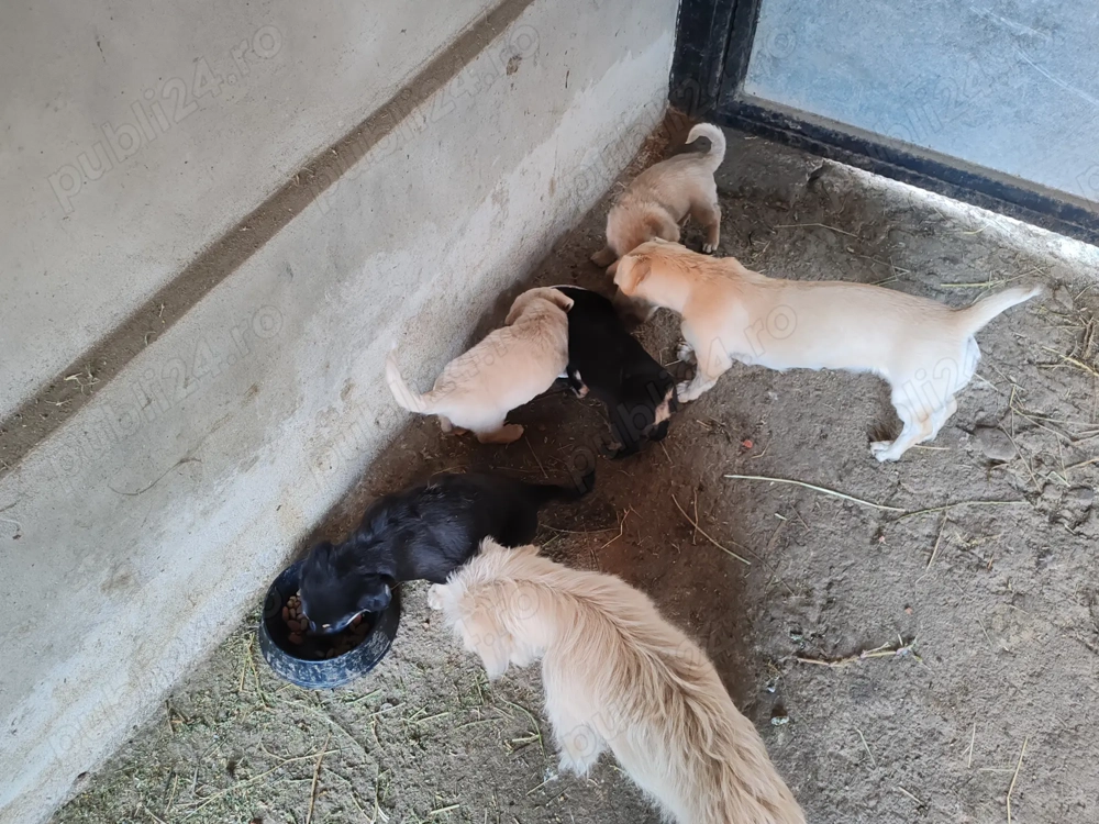 Cățeluși talie mică.  Cățeluși talie mică.