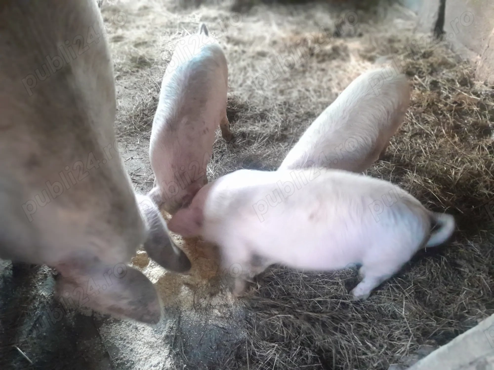 Pentru cei interesati 500 ron purcei de 6 saptamani  Pentru cei interesati 500 ron purcei de 6 saptamani