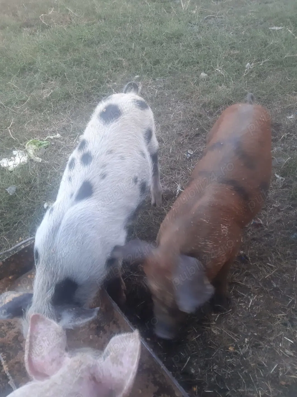 Vând porci 350lei bucata