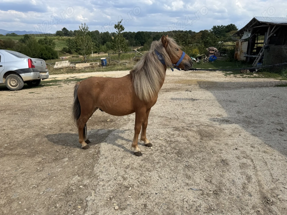 Vand o pereche mini ponei masculi
