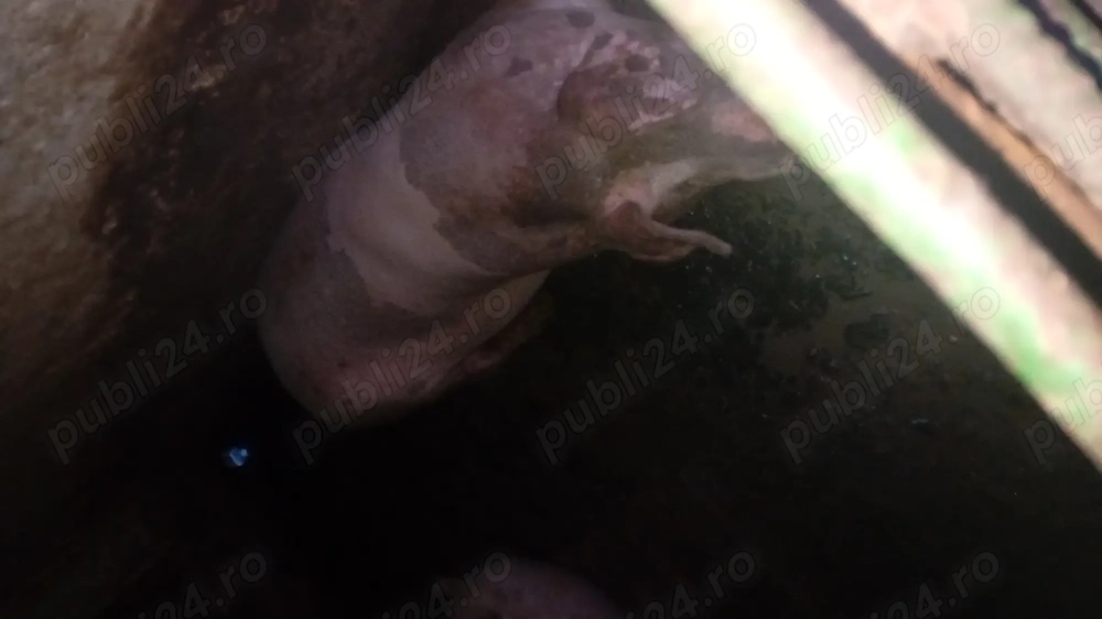 Vand 2 porci de carne 160 170 de kg