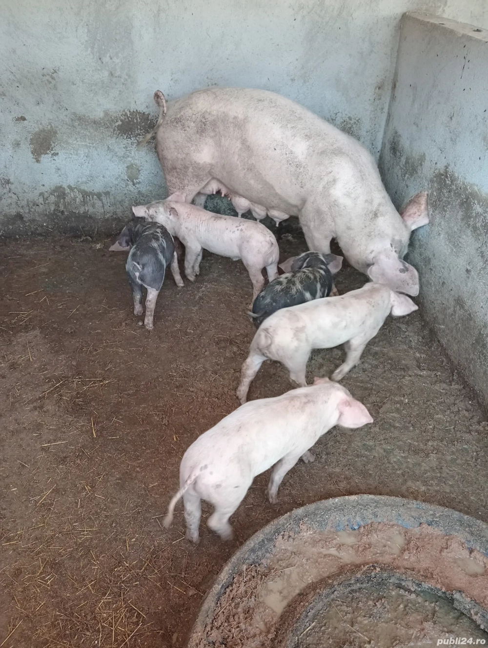 de vânzare de vânzare