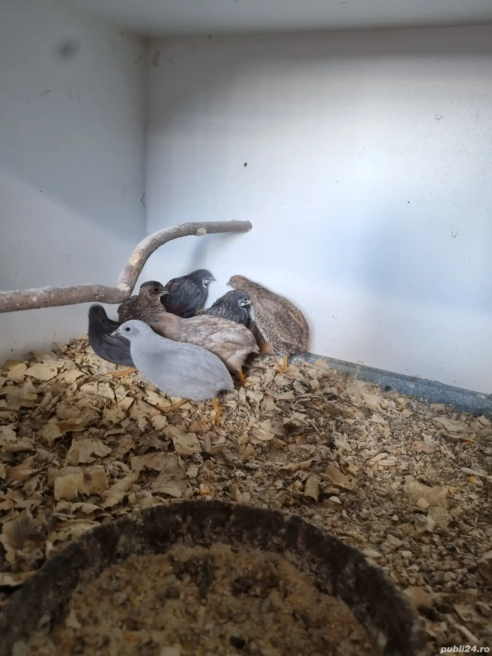 Prepelite chinezesti, zebrute australiene