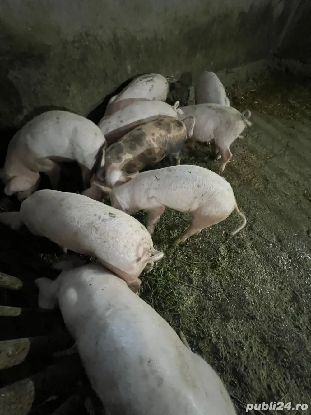 Vand purcei marele alb