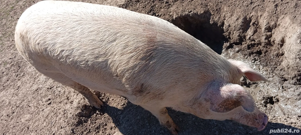 Porc de vânzare 