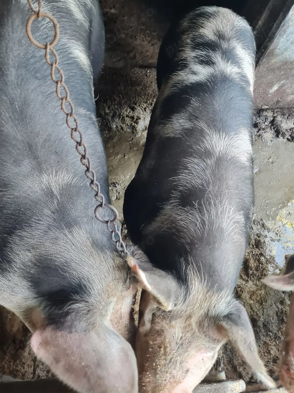 Vând porci  Vând porci