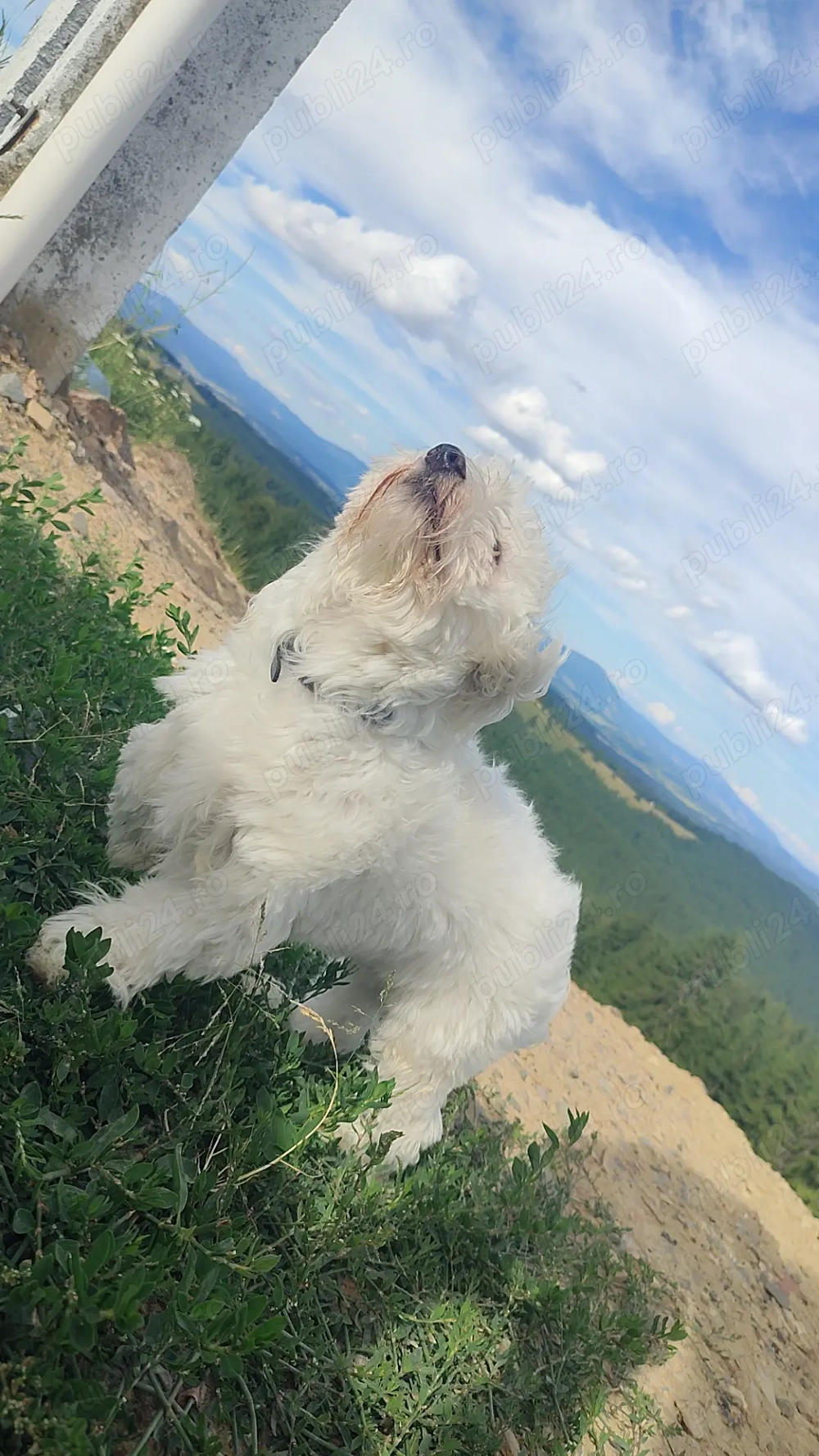 Bișon Maltez 7 luni 