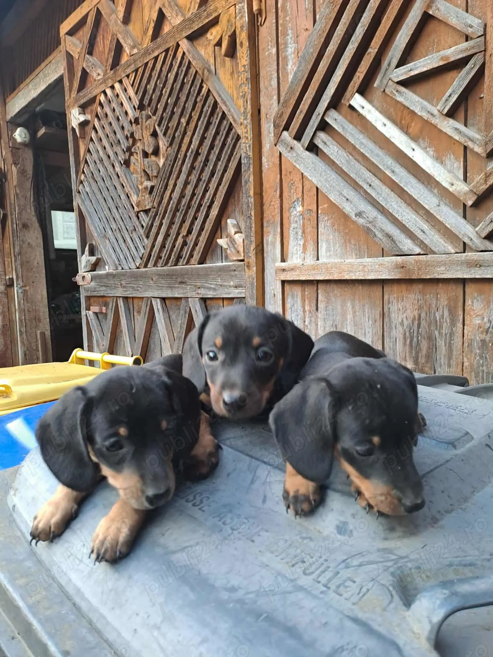 Vând pui tekel talie mică  Vând pui tekel talie mică