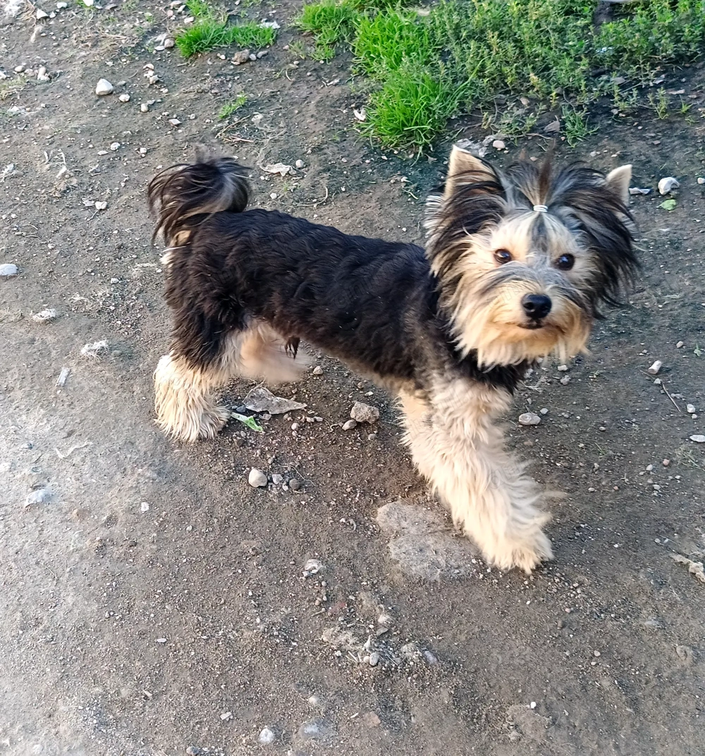 Yorkshire terrier pedigree baiat 1 an