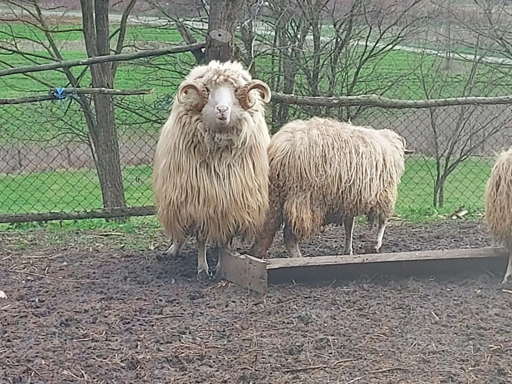 Berbec băl . Talie mare. 