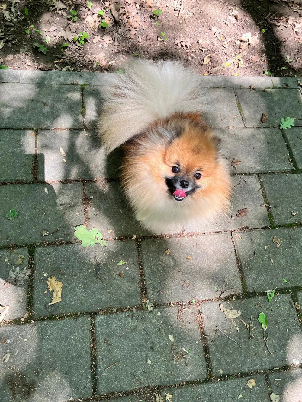 Pomeranian mascul cu pedigree