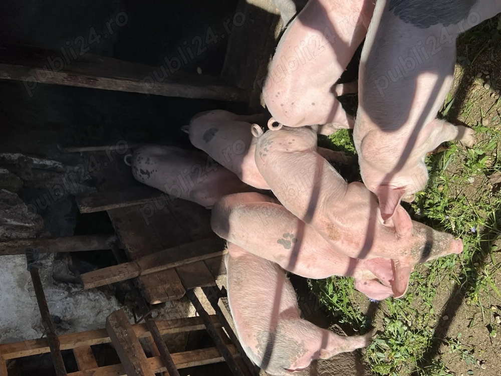 Purcei de vanzare de 8 săptamani Purcei de vanzare de 8 săptamani