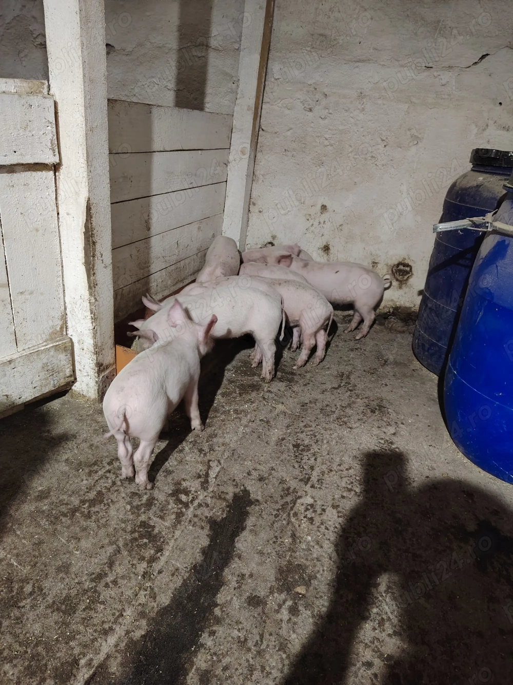 Vând purcei de 7 saptamani Vând purcei de 7 saptamani