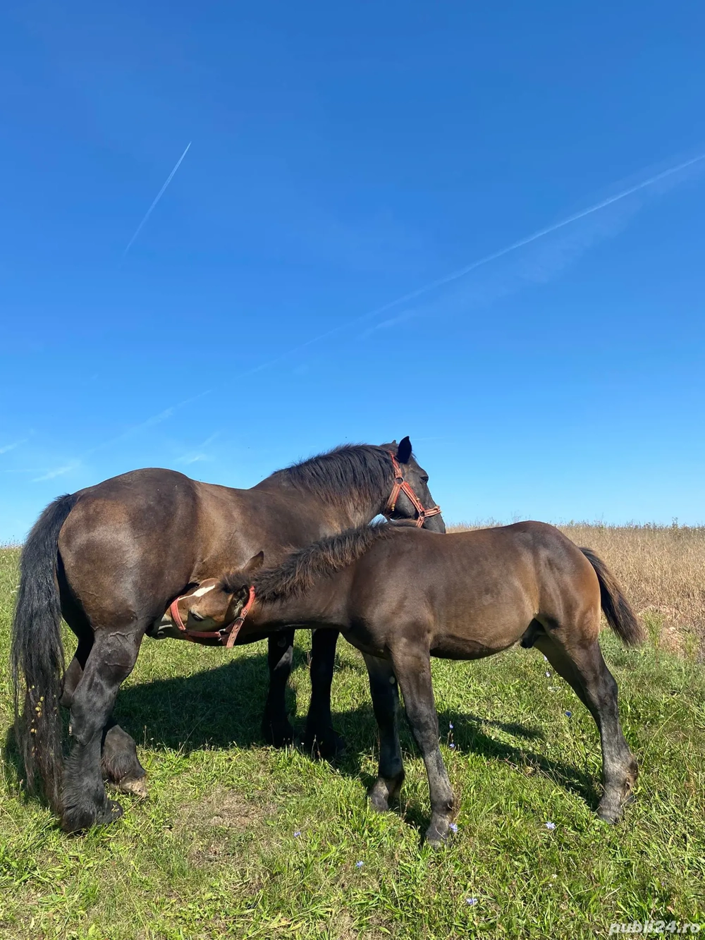 vand manz de 4 5 luni negru 