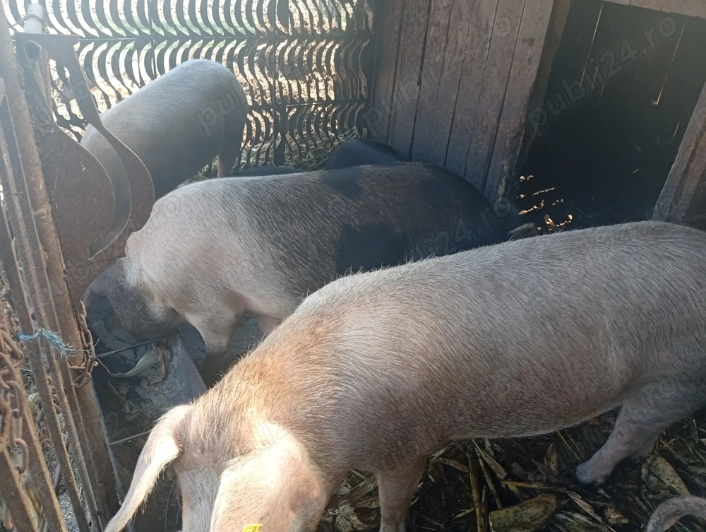 Porcii de carne 90-120kg Porcii de carne 90-120kg