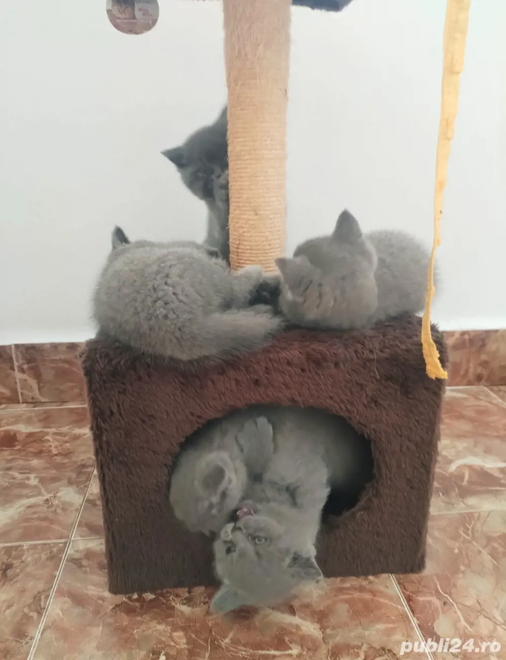 de vânzare  de vânzare