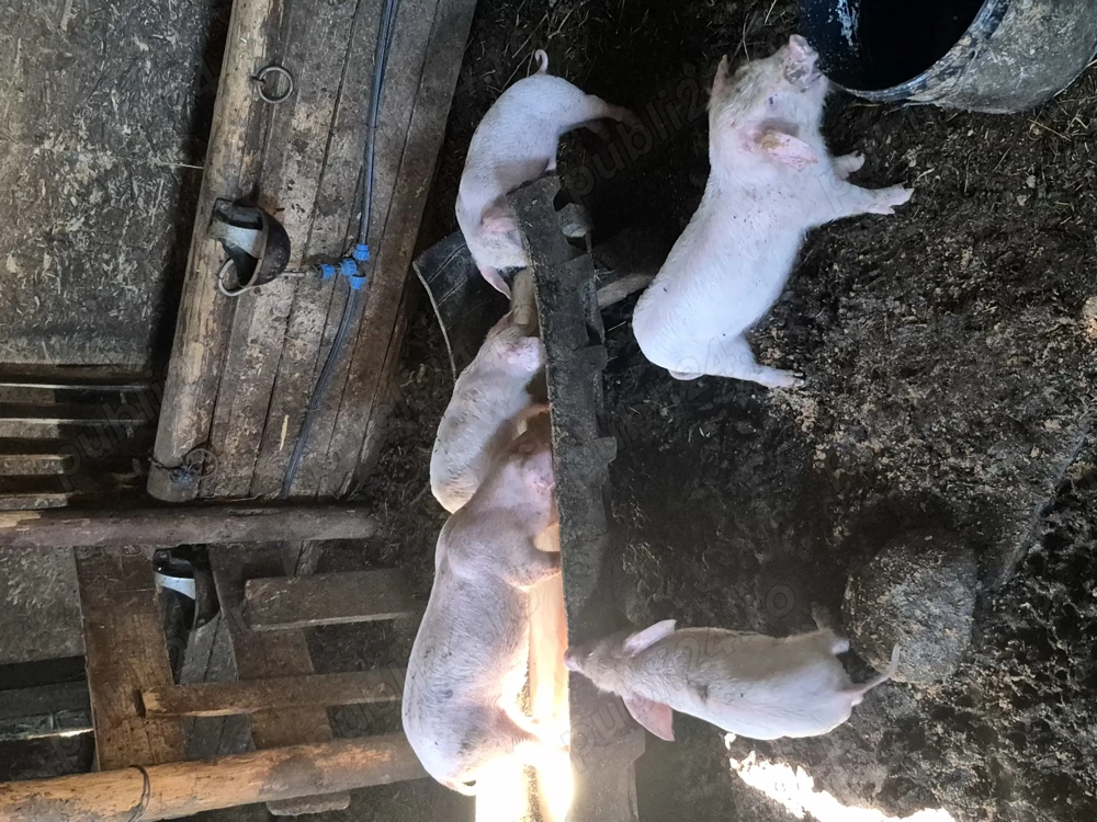 Vând purcei de 10 săptămâni 