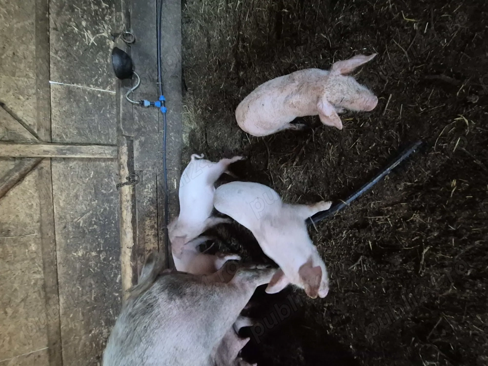 Vând purcei de 10 săptămânii 