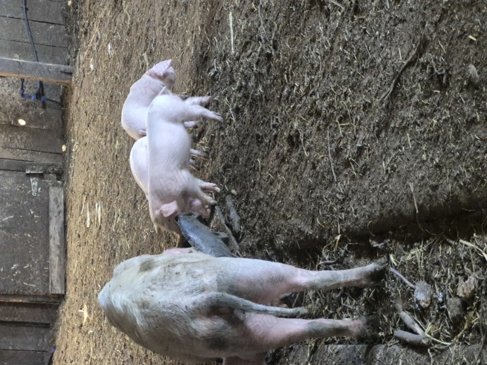 Purcei de vânzare preț negociabil 