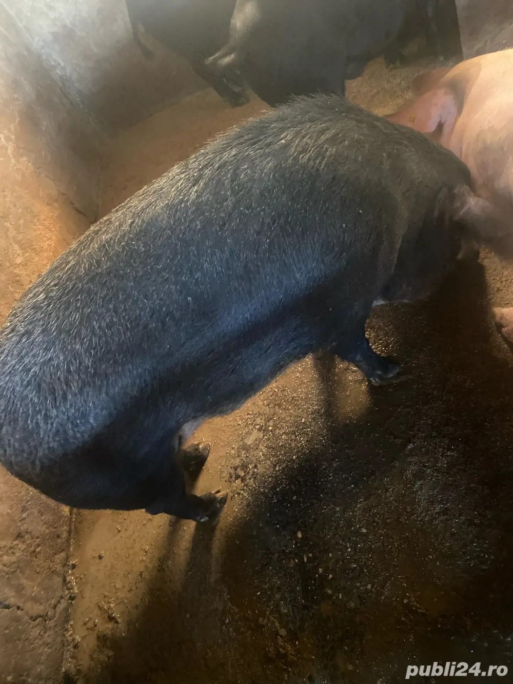 porci mangalita cu mistret  porci mangalita cu mistret
