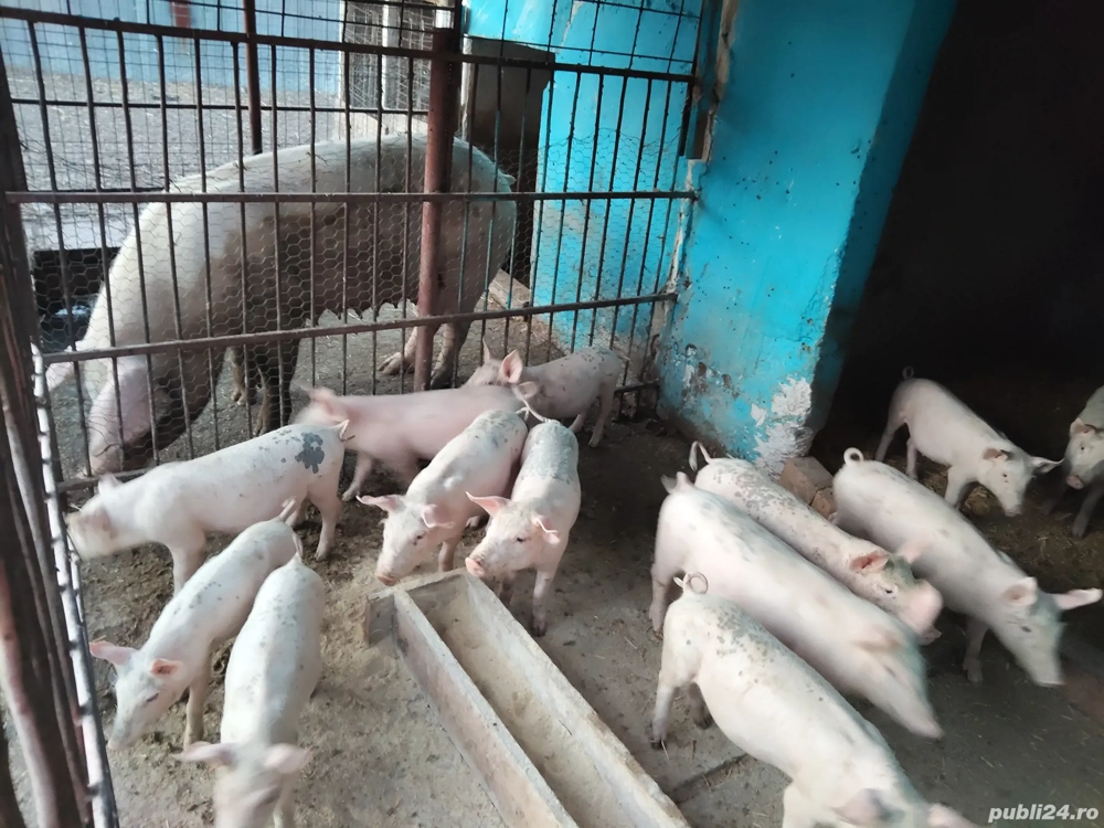 Vând purcei! Vând purcei!